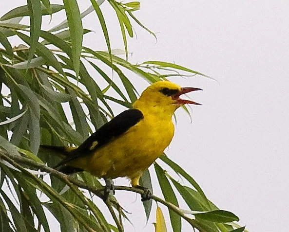 Un loriot d’Europe