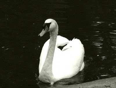 La quête de la beauté