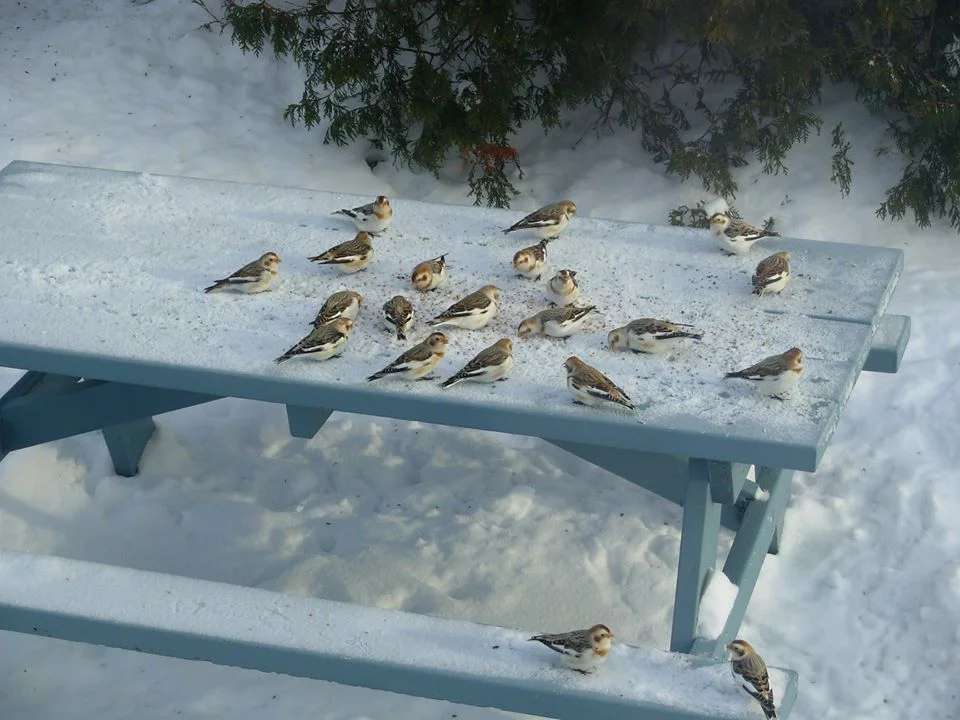 Les bruants des neiges