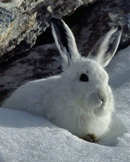 Petit lièvre blanc