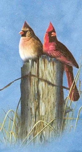 Oiseaux, dites-vous ?