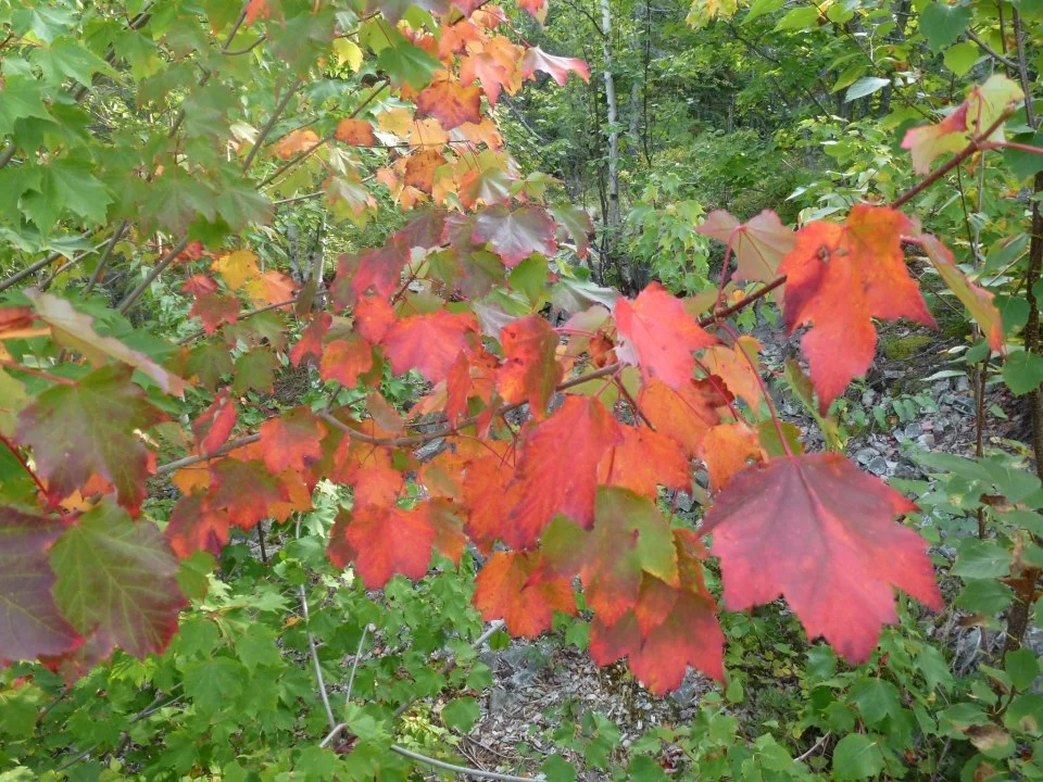 L’automne cogne à notre porte