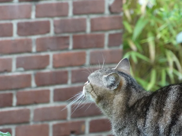 A ma chatte bien aimée