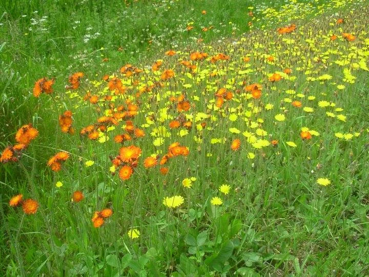 La cueillette des fraises