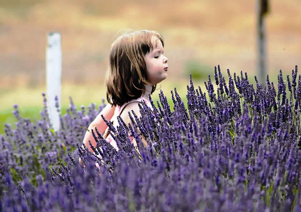 Lavender child