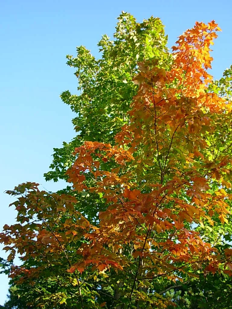 La magie de l'automne