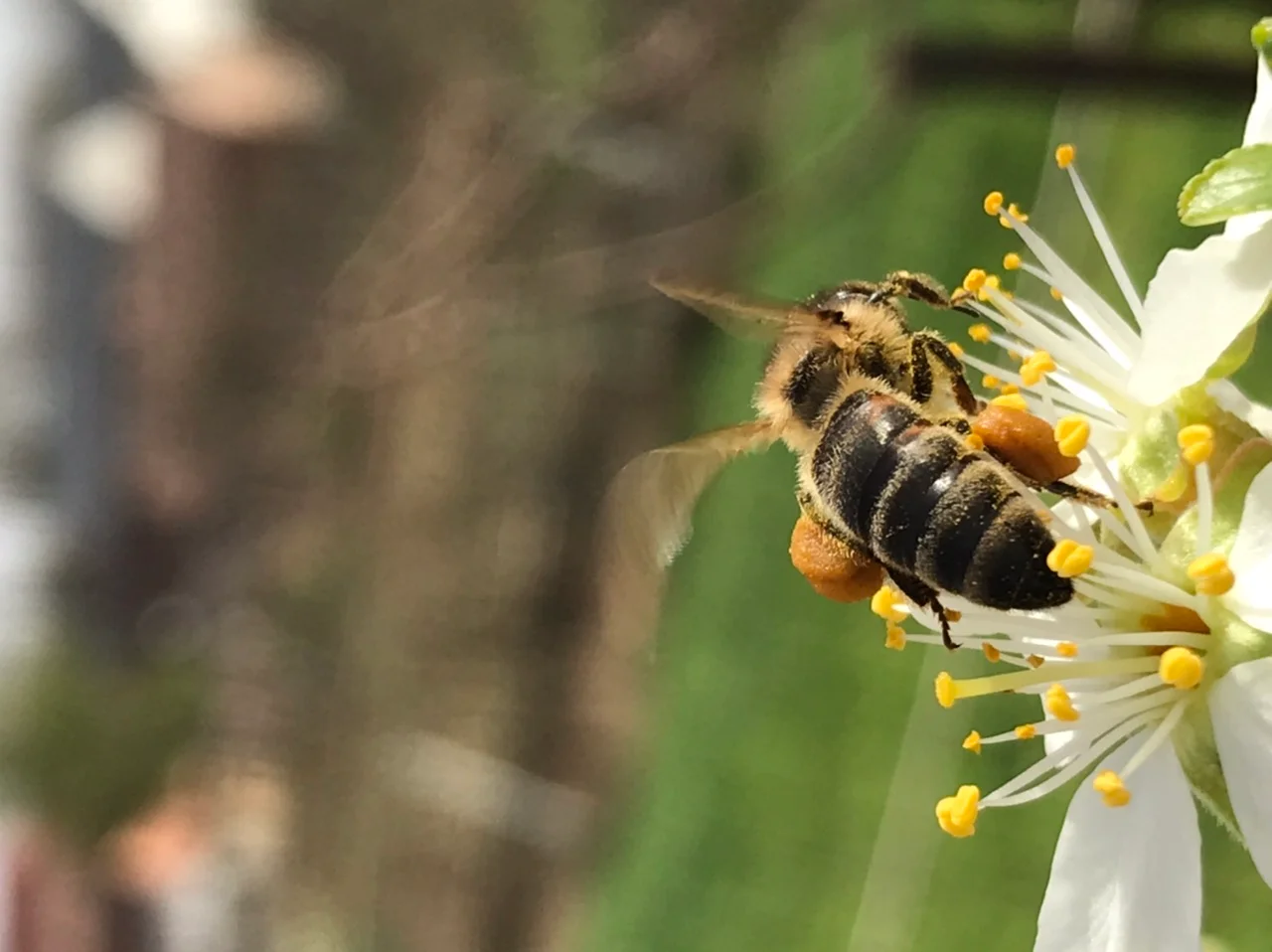 culegeam flori de soc și moșu’ îmi spunea