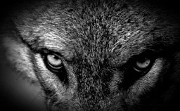 Putreziciunea jalonează pe schiuri