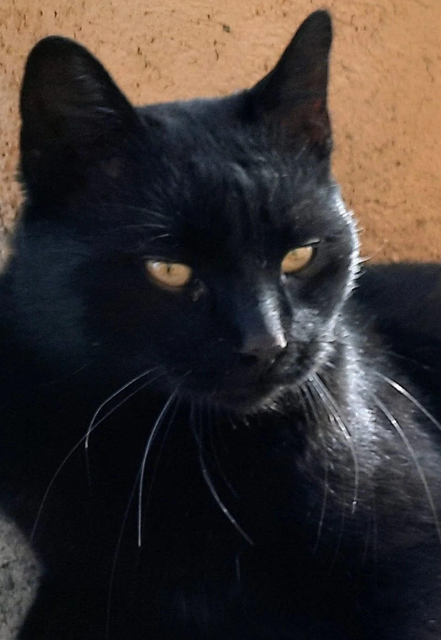 Prima poezie, primul poet