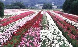 Ô le nez en l’air !