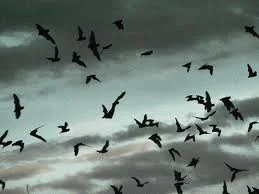 Le bal des chauves-souris