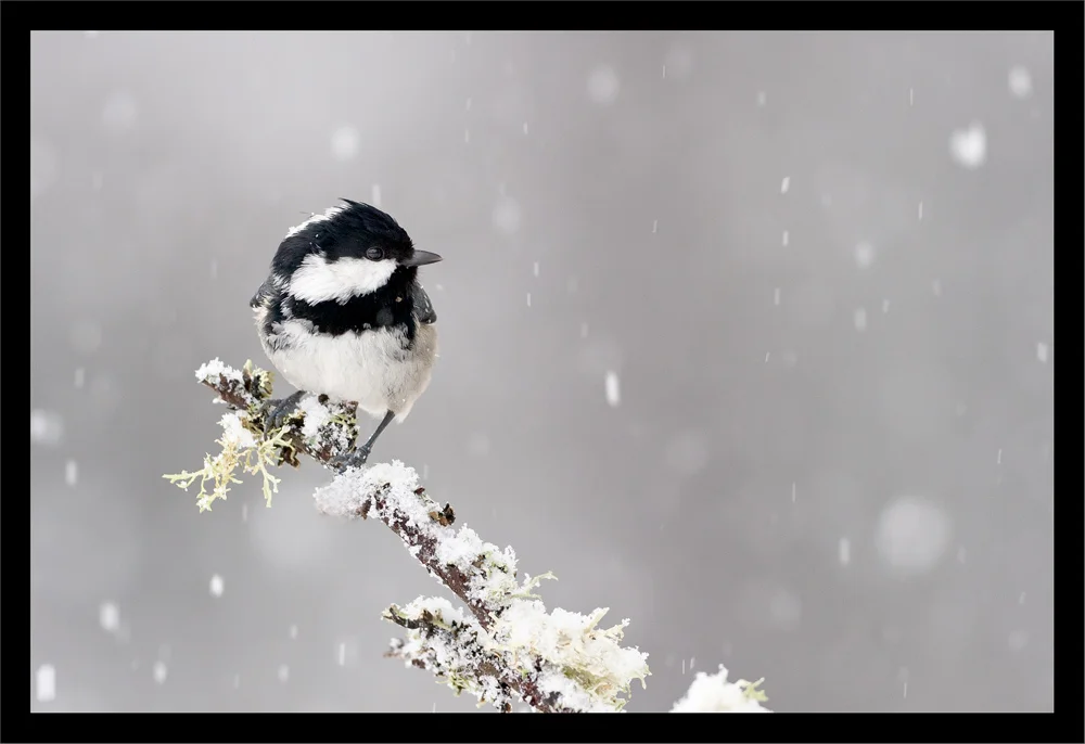 Trois haïkus sur la neige