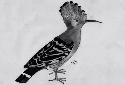 Tereo