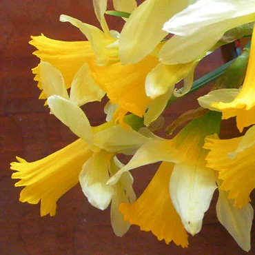 La jonquille et l’églantier