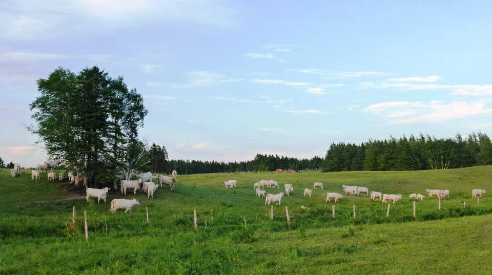 Ce petit quelque chose…
