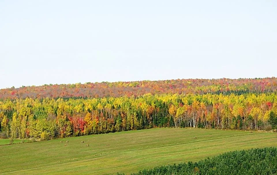 Haïkus et l'automne