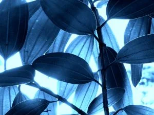 Cenaclul Agonia.ro - din 16 aprilie în Cafe Deko