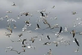 Un vol de mouettes
