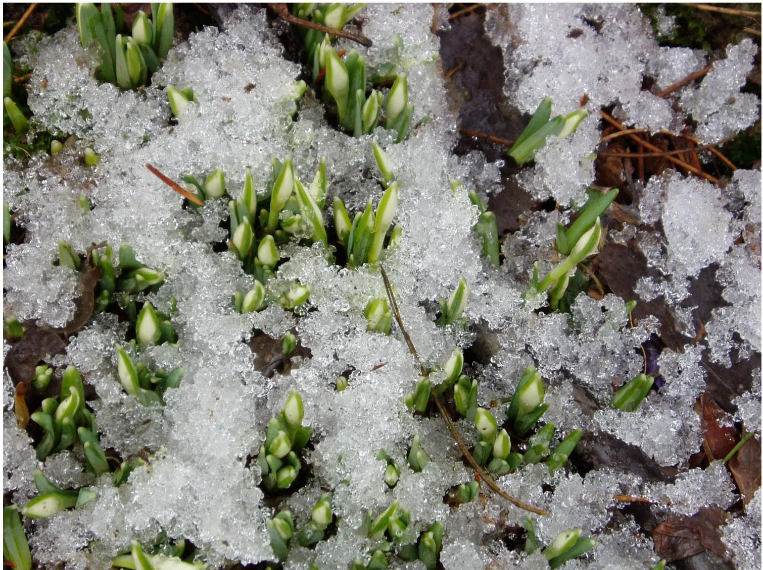 Resuscitarea Dragobetelui