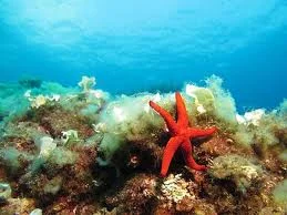 Les Sirènes ne meurent point