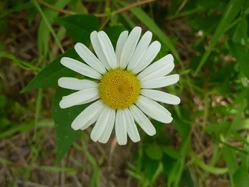 Marguerite, acrostiche