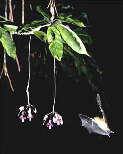 Sanna Kannisto : \"Etrange Fascination\"