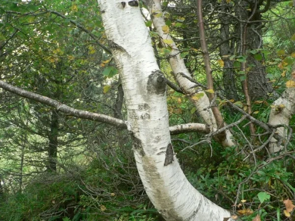 Départ et destinée