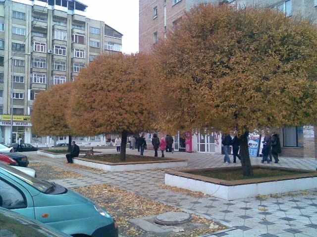 Simple gânduri cu arbori și urbanism III