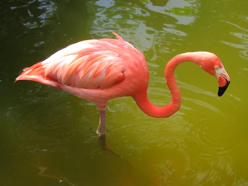 Radieuse et rayonnante