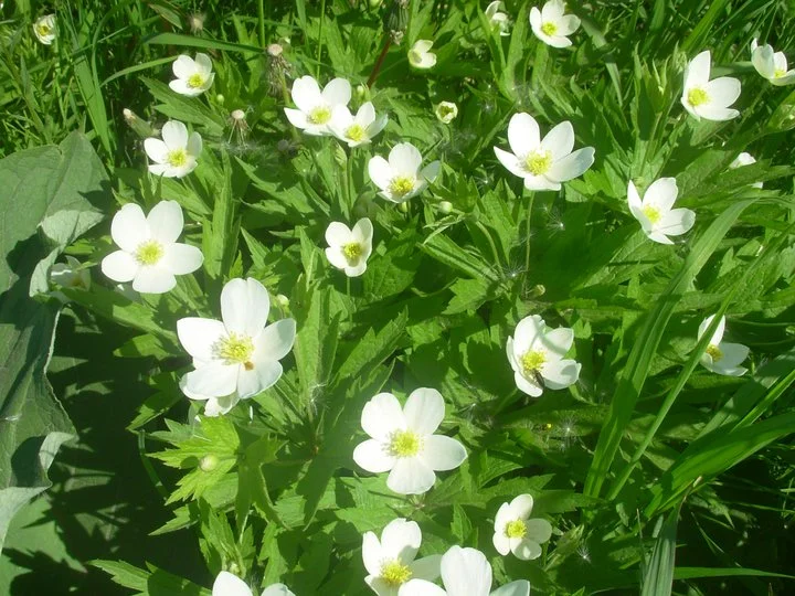 Les anémones, dialogue poétique