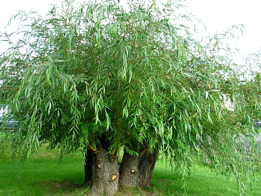 Pleurs et grincements