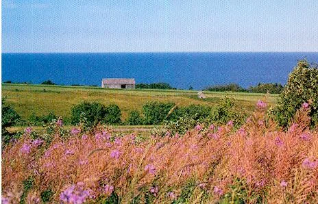 Des épilobes, des champs, de la mer