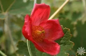 Le raton et la rosette