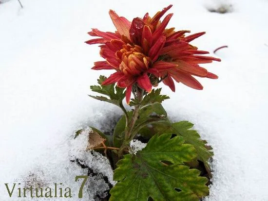 Cenaclul Virtualia - la a VII-a ediție