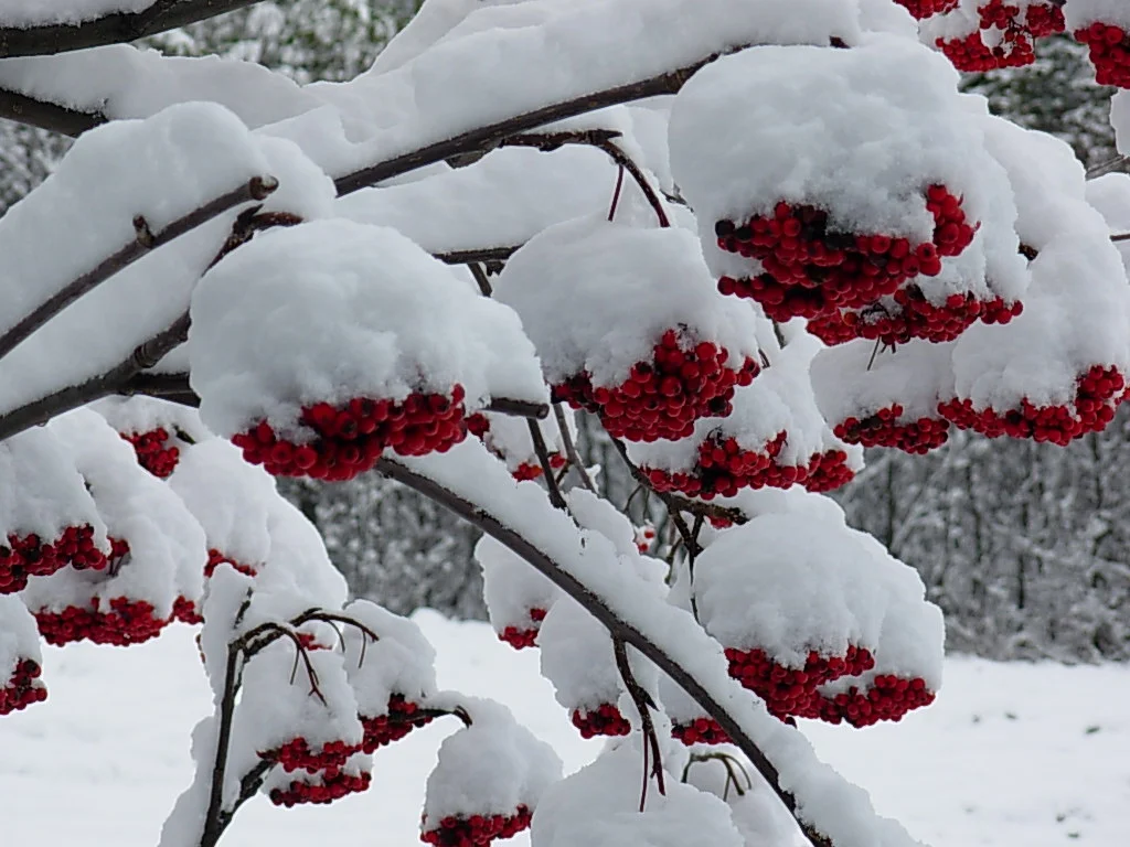 Mon sorbier sous la neige