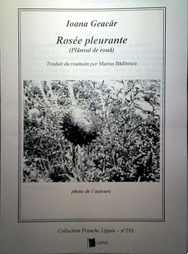 \"Rosée pleurante\"