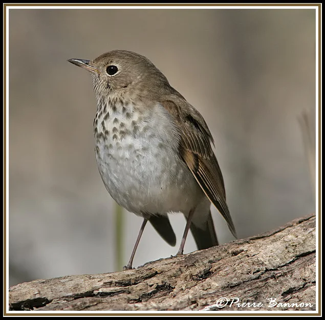 Salutations matinales