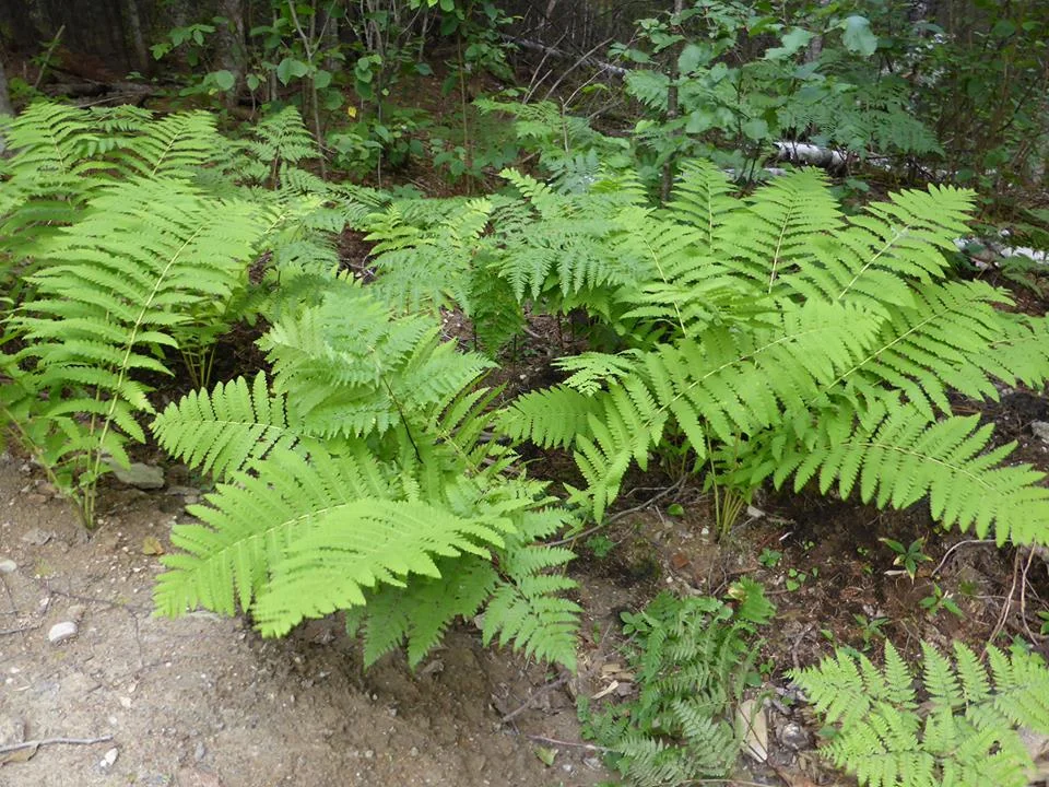 Le temps qu'il fait, haïkus