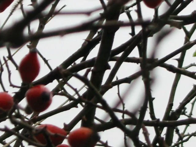 Lacrima indragostita