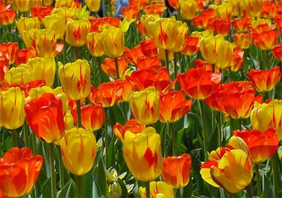 Tulipes incendiaires