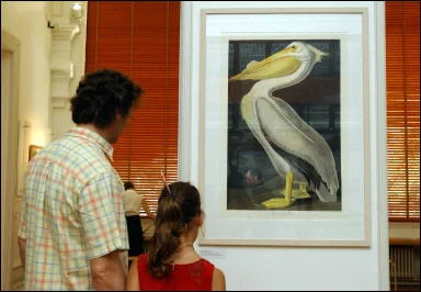 Exposition: Audubon, encyclopédiste des oiseaux, de retour à Nantes