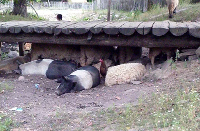 Radiografia unui caz banal