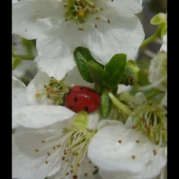 @ionela-van-rees-zota