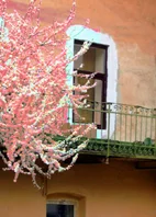 carmen mihaela visalon