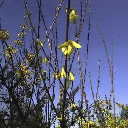 @dolca-alian-mihaita