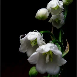 @daniela-maria-benea