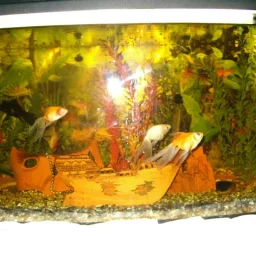 poezii, proza, literatura