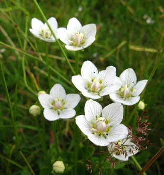 @carmen-popa-0025189