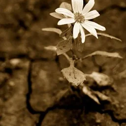 @mohaci-elena-alexandra