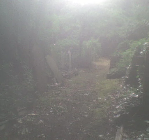 Elena Iulia Constantin